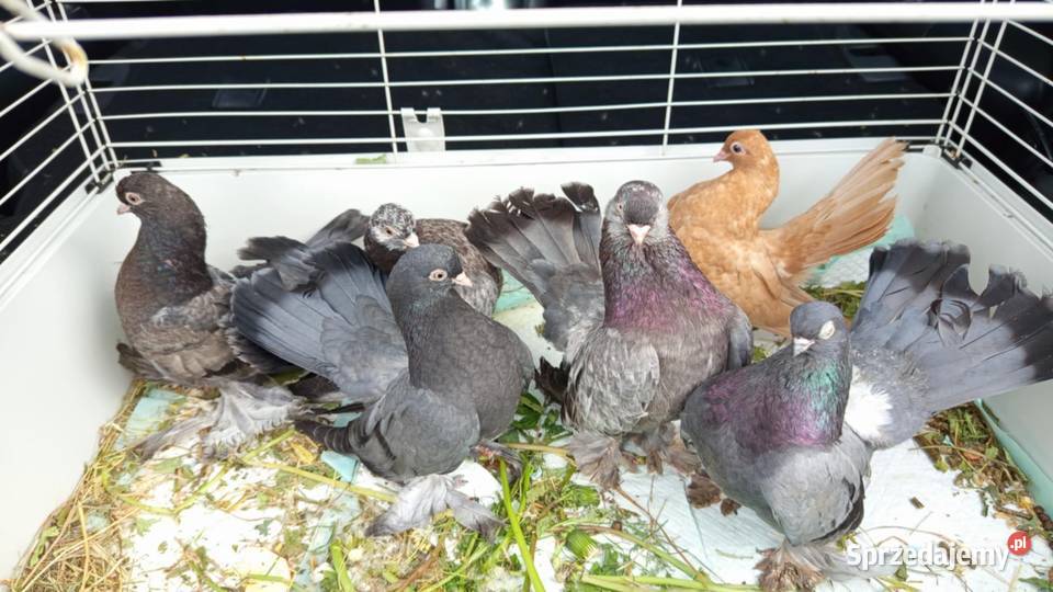 Rostowskie gołębie ozdobne Bochnia sprzedam