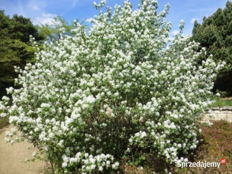 ŚWIDOŚLIWA OLCHOLISTA Martin sadzonki w Ustronie sprzedam