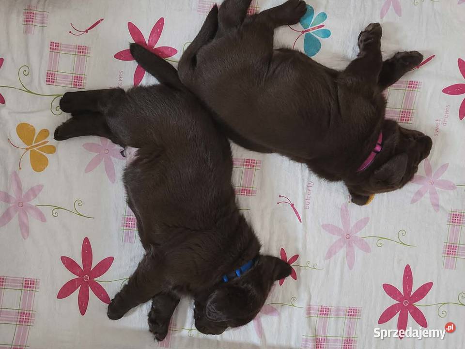 Labrador Retriever ZkwpFCI czekoladowe