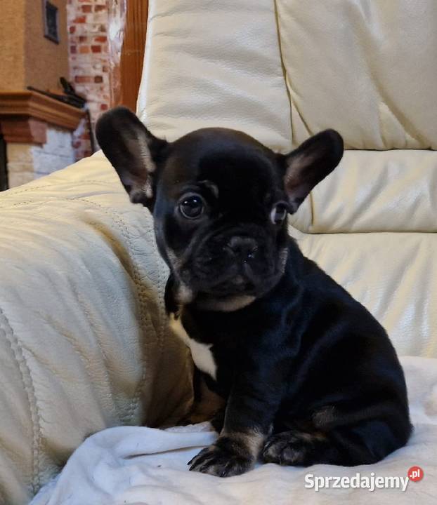 Buldog francuski śliczna suczka Black tan Mycielin