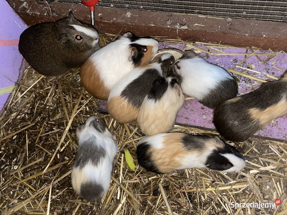 Świnki morskie sprzedam Dobra Nadzieja sprzedam