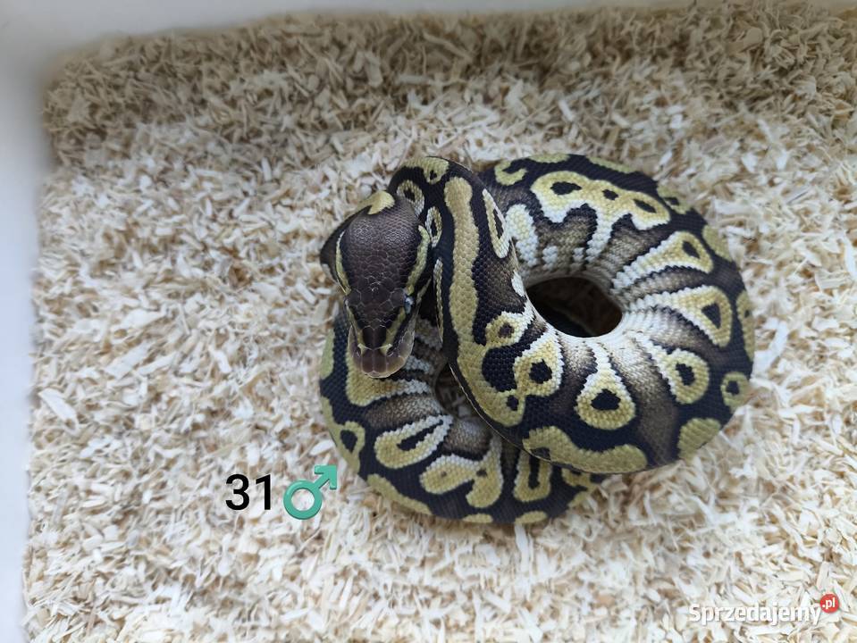 Pyton Królewski Regius samiec wielkopolskie Boruja Kościelna
