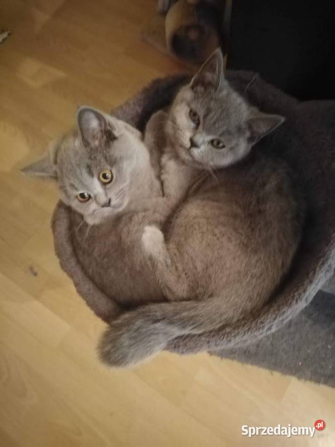 Kocięta z rodowodem Brytyjczyki niebieskie Walim sprzedam