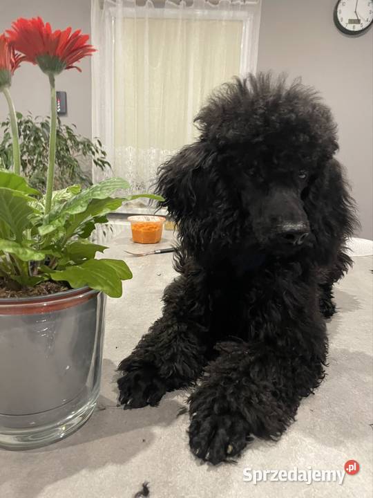 Pudel miniaturowy piesek Pozostałe Ostrożnica