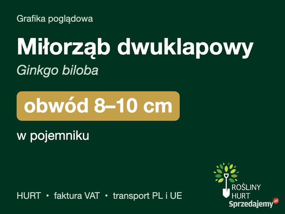 Miłorząb dwuklapowy Ginkgo biloba obwód 810 w wielkopolskie
