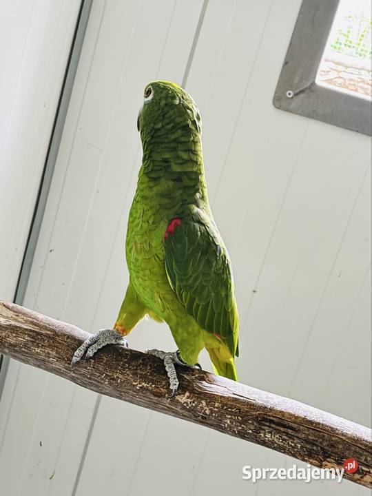 Amazonka surinamska samiec 2018r sprzedam