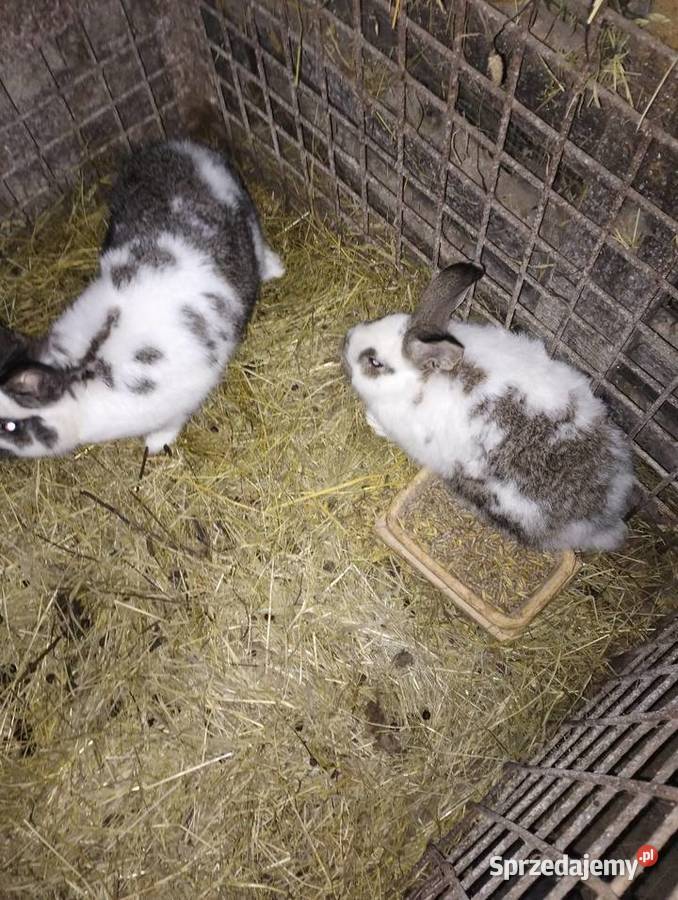 Sprzedam Króliki srokacze