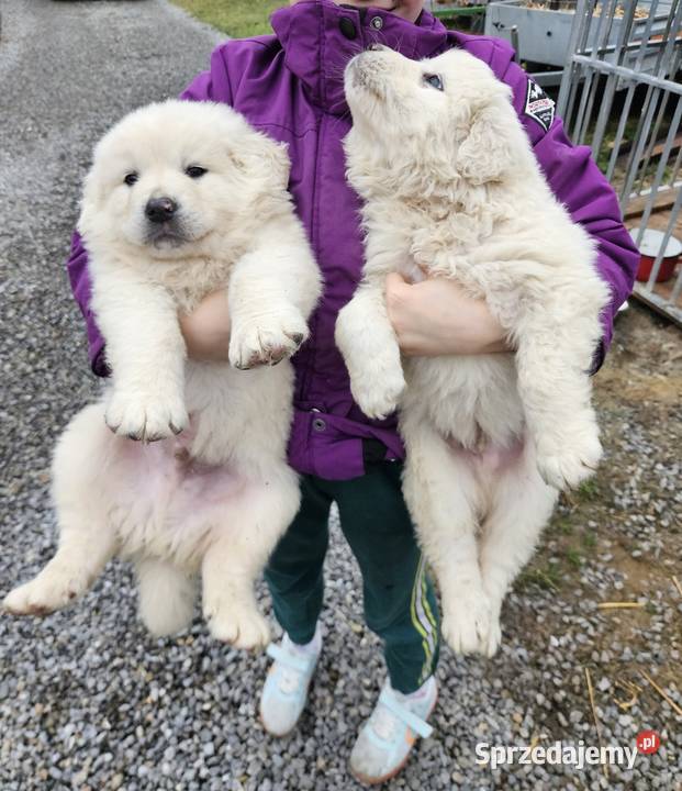 Polski Owczarek Podhalanski szczeniaki Majdan Królewski sprzedam