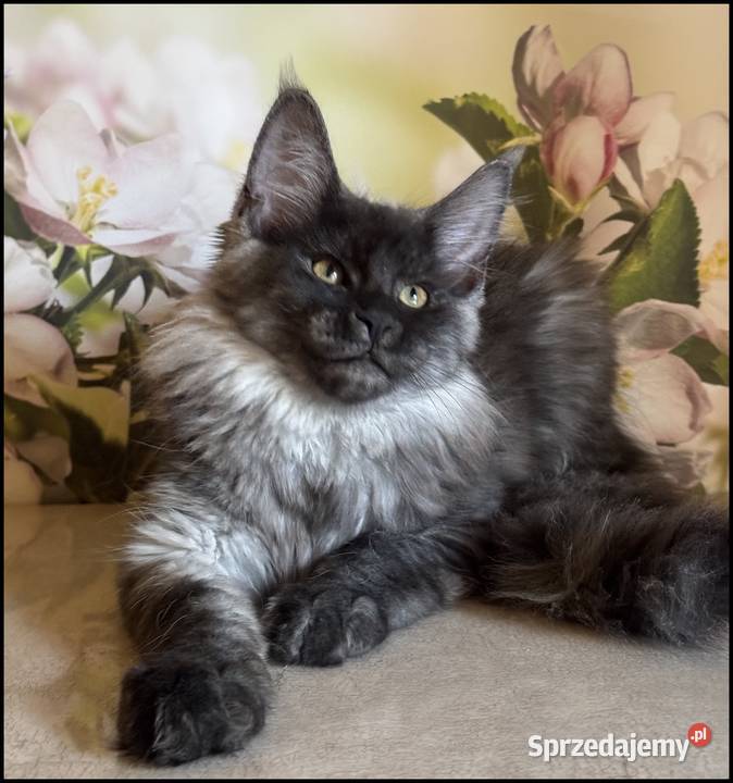 Koteczka Maine Coon Ofelia