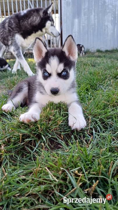 Zapowiedź Rasa Husky Siberian sprzedam