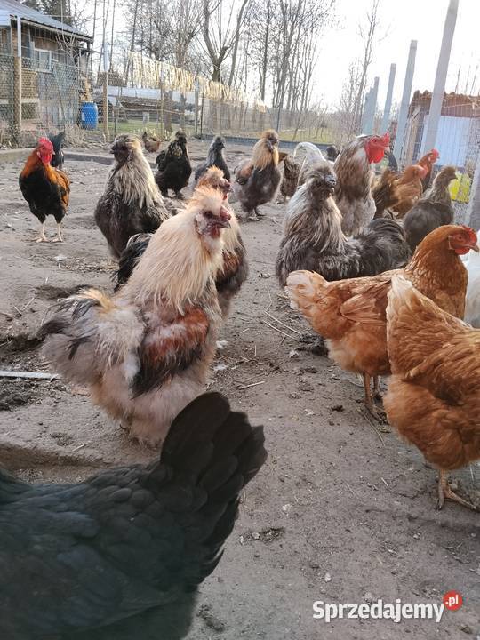 Koguty Silka PROMOCJA Tarnobrzeg