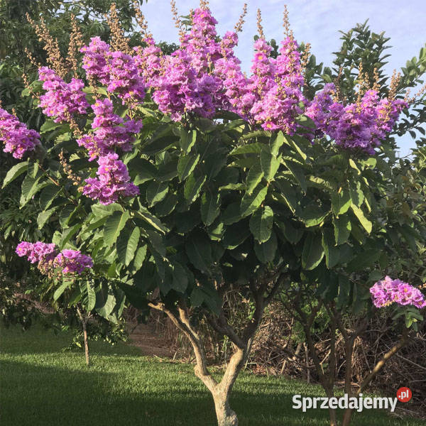 LAGERSTROEMIA WSPANIAŁA FIOLETOWA sadzonki w Ustronie