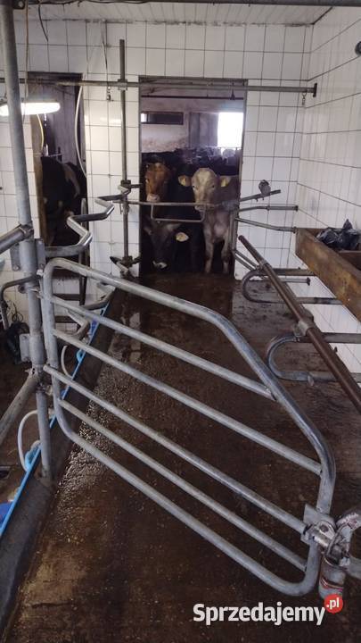 Hala udojowa 8 stanowisk Prudnik