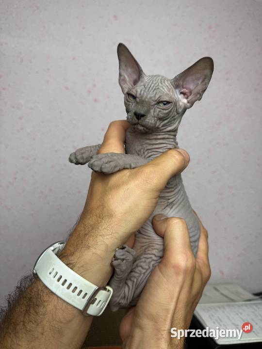 Sfinks niebieska kotka Zabrze