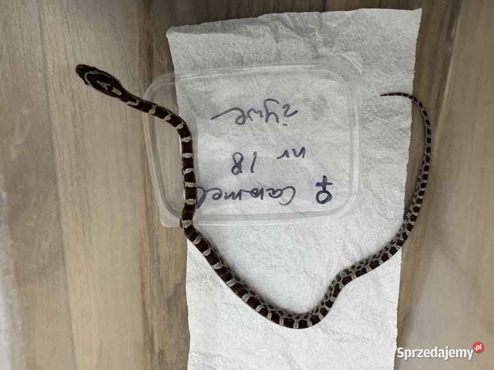 Wąż zbożowy i hybrydy heterodon młode ładne kujawsko-pomorskie