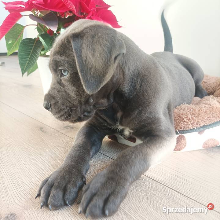 Suczka błękitna Cane Corso z rodowodem śląskie Czaniec