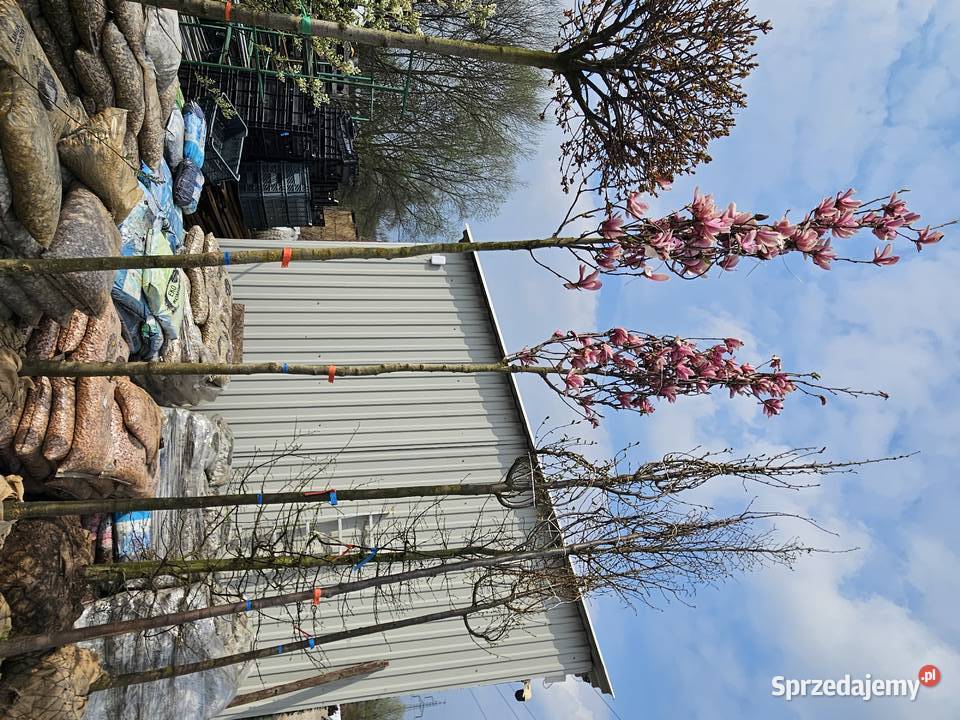 magnolia małopolskie Skawina sprzedam