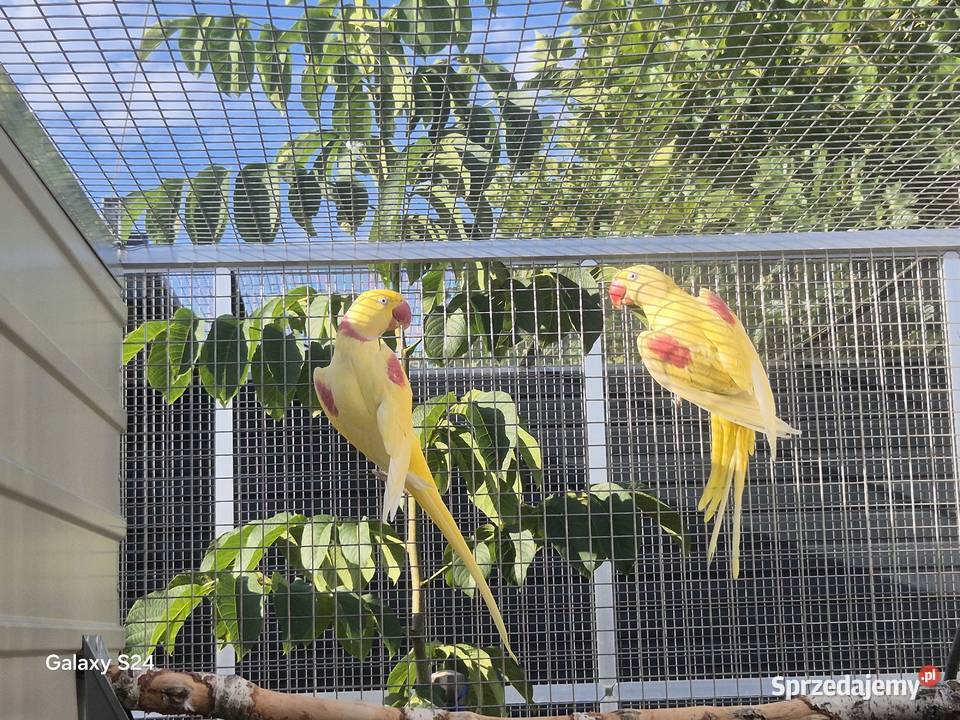 Aleksandretty wielkie lutino Ptaki Rakoniewice
