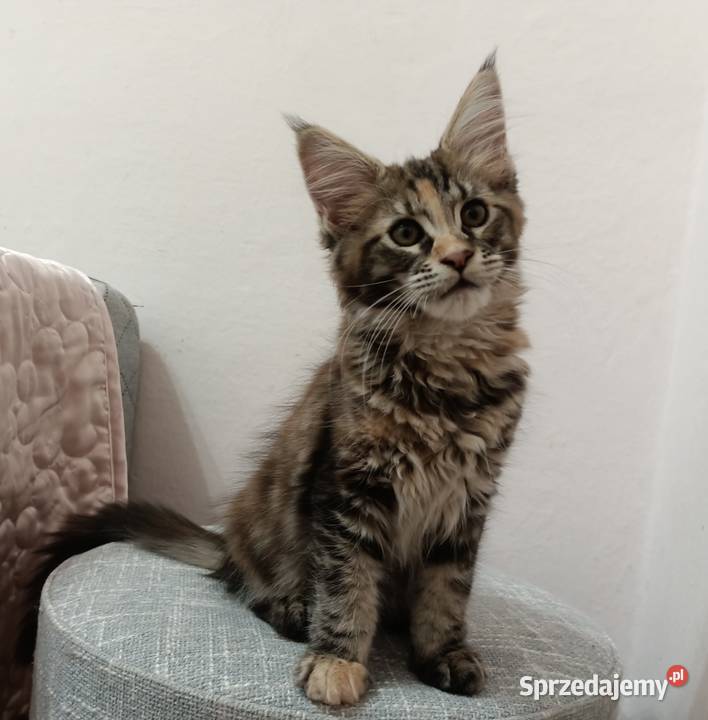 Cudowne kociaczki Maine coon Wrocław