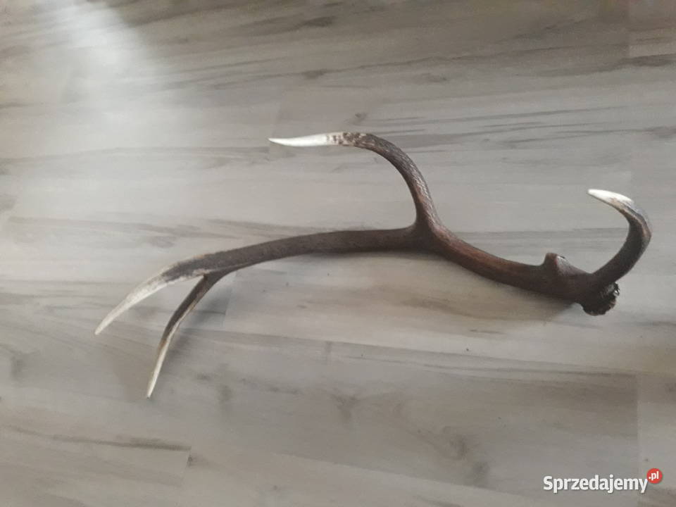 Poroże z jelenia zrzut zachodniopomorskie Węgorzyno