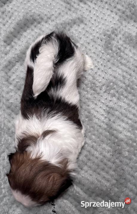 Shih Tzu samiec suka chłopczyk dziewczynka Chojnice sprzedam