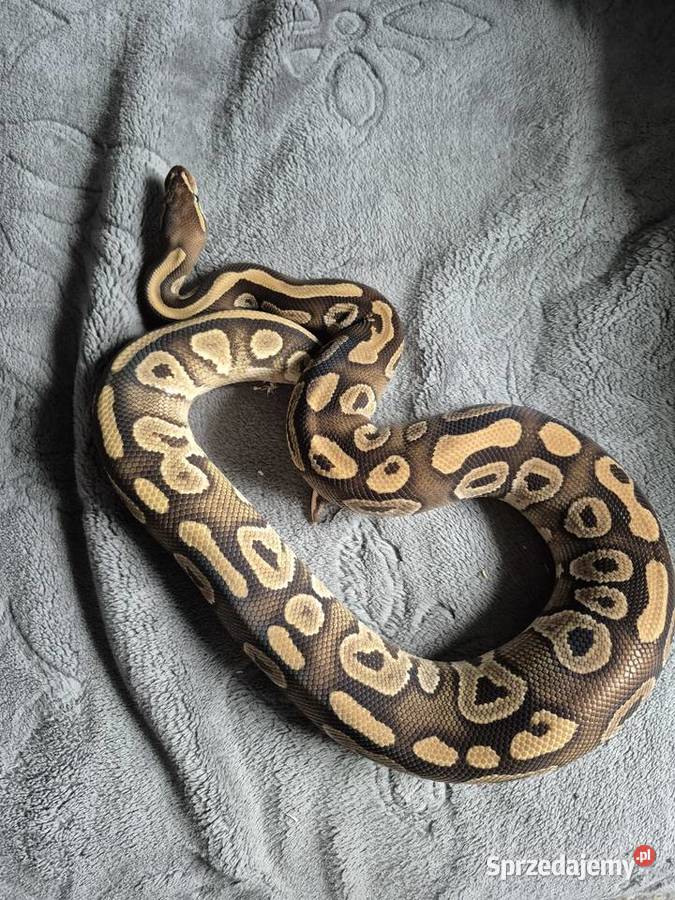 Samiec black pastel mojave pos het clown Gady i płazy