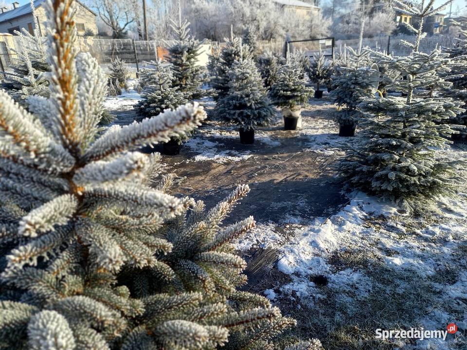 Choinki świerk jodła hurt detal Śniadka Druga