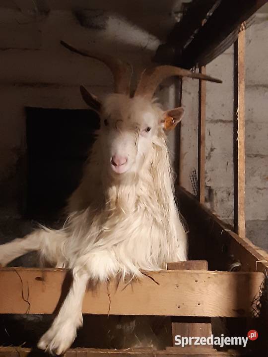 Kozioł Karpacki Lucuś