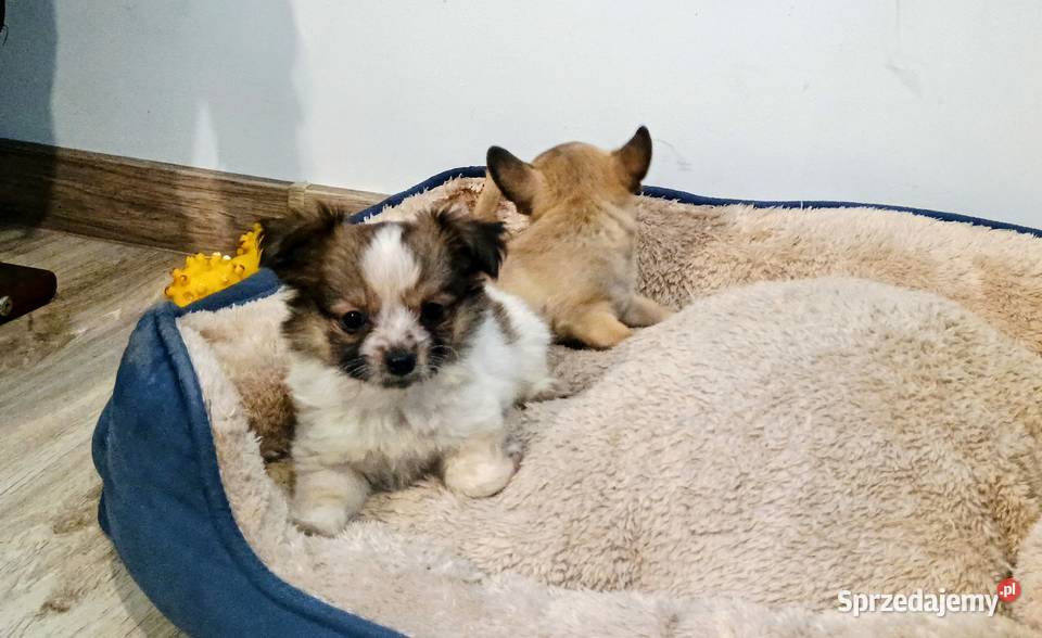 Chihuahua pieski Września