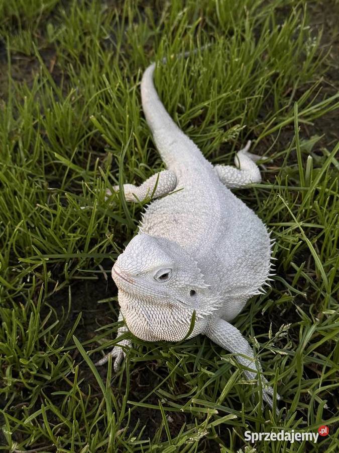 Agama brodata Hypo zero samica Iława sprzedam