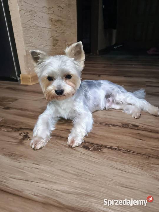 Przystojny york biewer Łapy