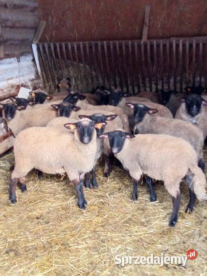 Owce jagnięta barany czarnogłówki Pagorzyna