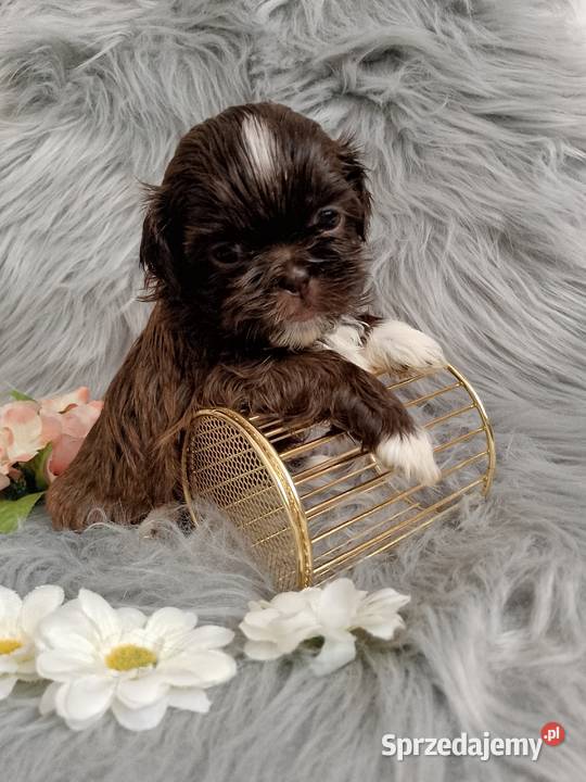 Czekoladowa suczka rasy ShihTzu Namysłów