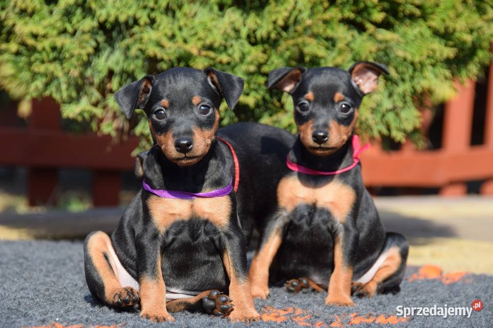 Szczenięta Pinczer Miniaturowy ZKWP fci