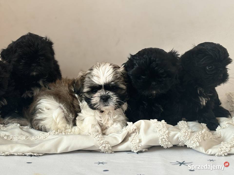 Shih tzu gotowe do odbioru dolnośląskie Żmigród