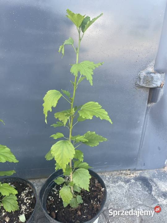 Hibiskus Spławie