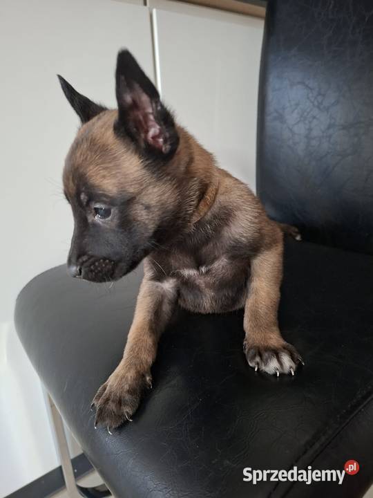 Owczarek Belgijski Milanois Częstochowa