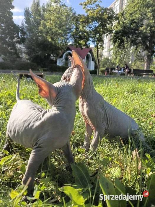czułe kocięta rasy sfinks Sfinks Sfinks Warszawa