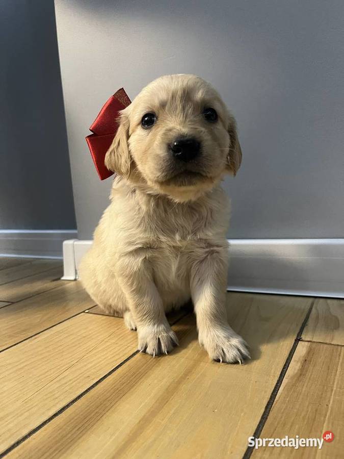 Szczeniaki Golden Retriever z legalnej hodowli lubelskie Wilkołaz Pierwszy