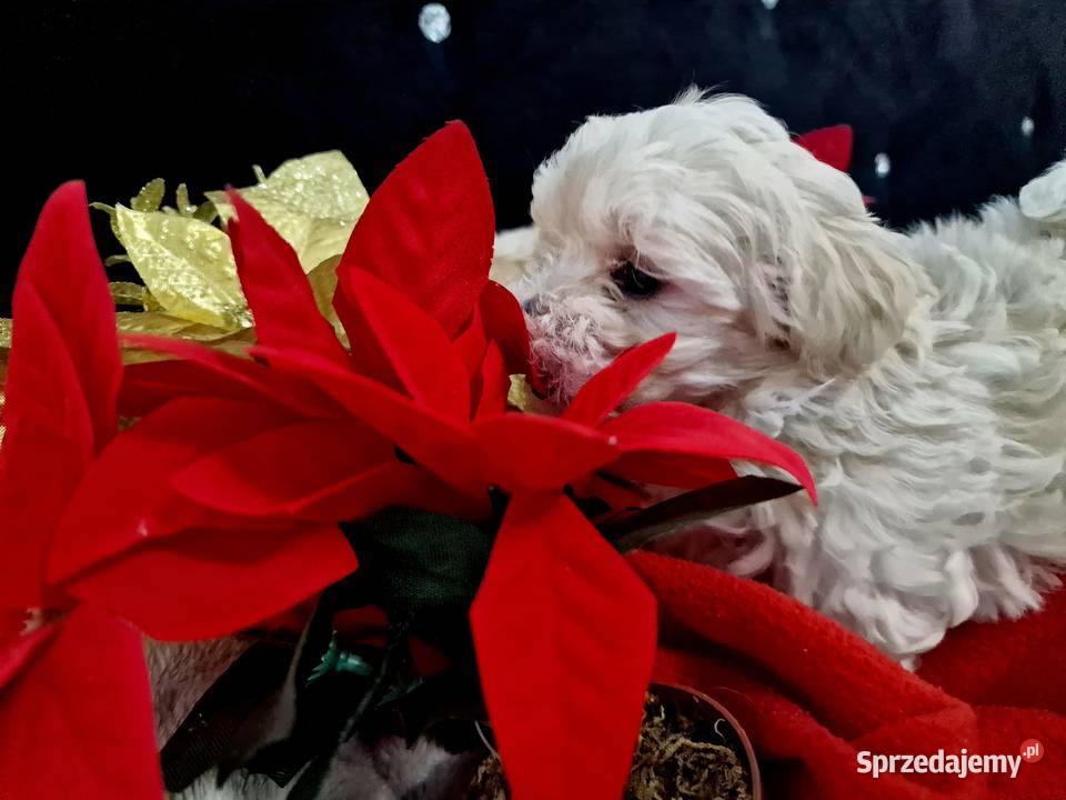 Xxs maltipoo mamusi 2 tatuś FCI wyjątkowe Jasło sprzedam