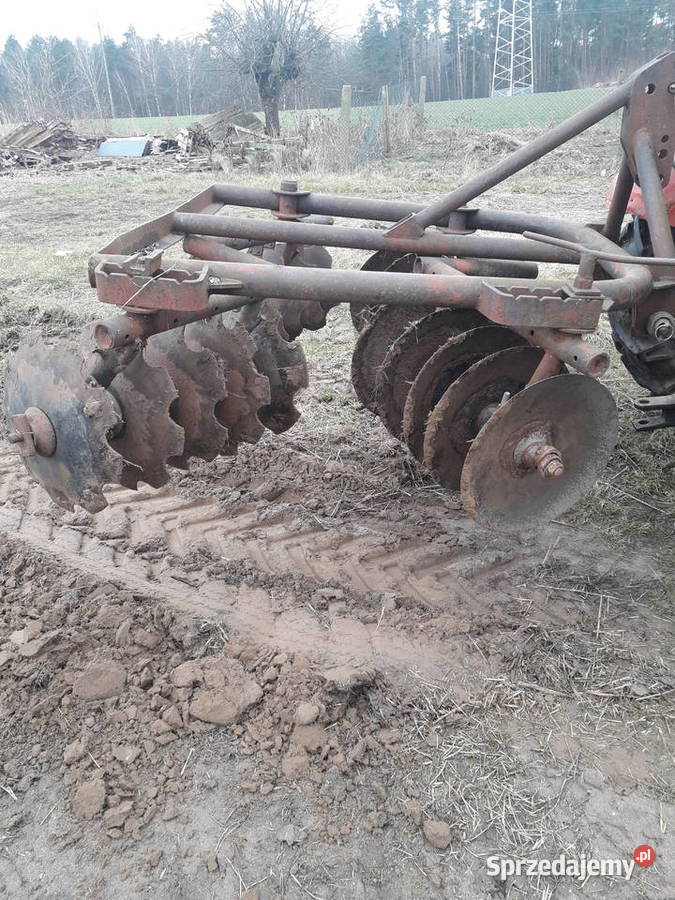 Talerzówka polska nieuszkodzony Dziadkowo