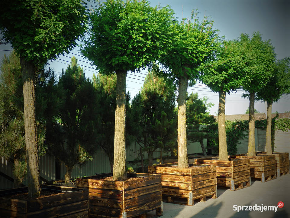 Drzewo Robinia akacjowa 350 w donicy 500L łódzkie Skierniewice