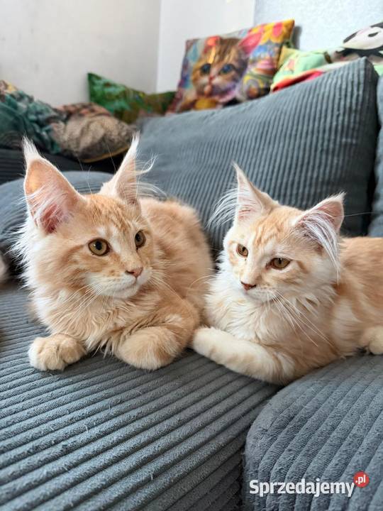 Maine Coon 3 kocurki Starogard Gdański