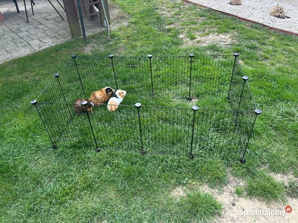 Klatka świnki morskiej kojec wybieg 12 elementów Pyzdry