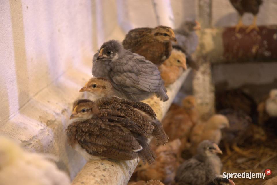 Kury nioski młode min Rosa Greenshell Darkshell Łaziska