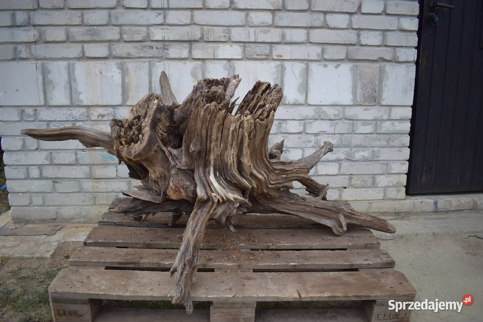 Korzeń ozdobny do ogrodu Połaniec