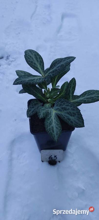 Ciemiernik Lividus Purple Ear Opole