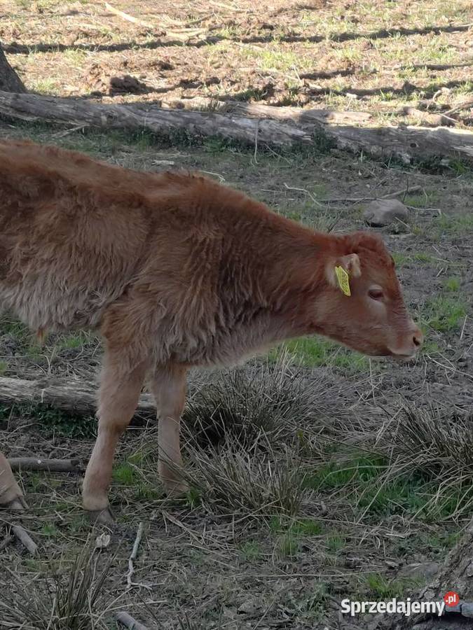 Sprzedam byczka limousine Bobolice
