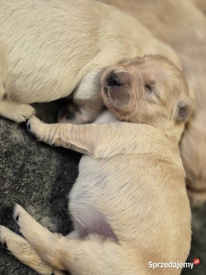 Golden retriever złote szczenięta Tomaszów Lubelski