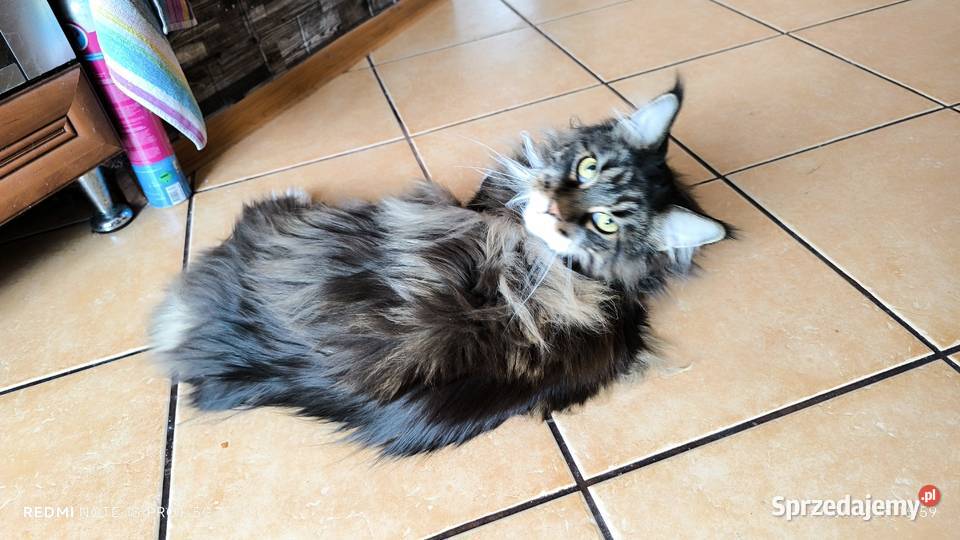 Maine coon kotka drapak kuweta klatka Wieszowa